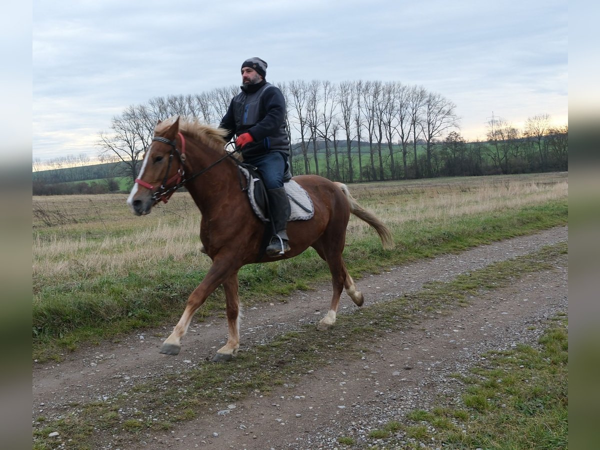 Andere Rassen Merrie 5 Jaar 152 cm Vos in Buttst&#xE4;dt