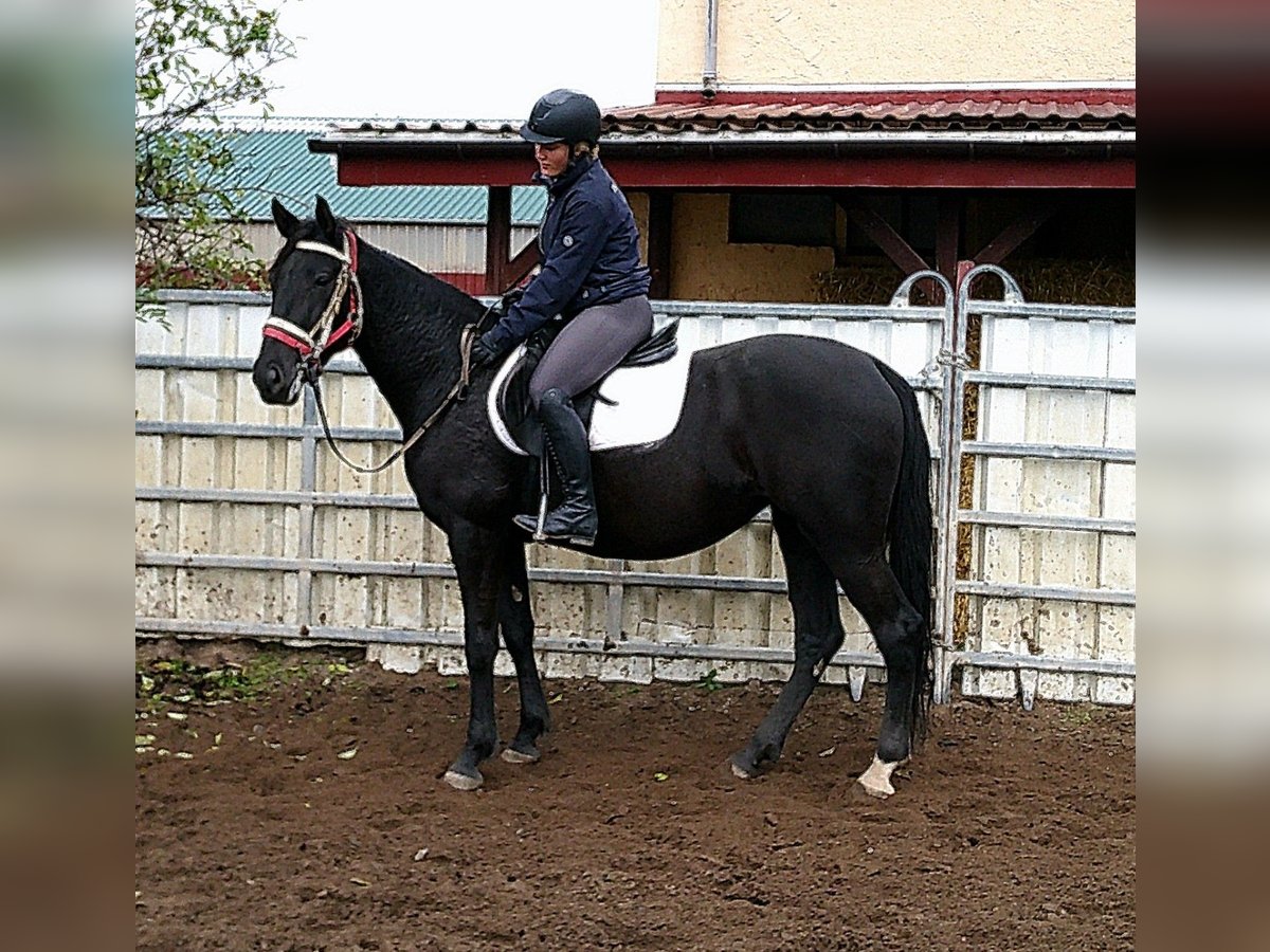 Andere Rassen Mix Merrie 5 Jaar 155 cm Zwart in Buttst&#xE4;dt