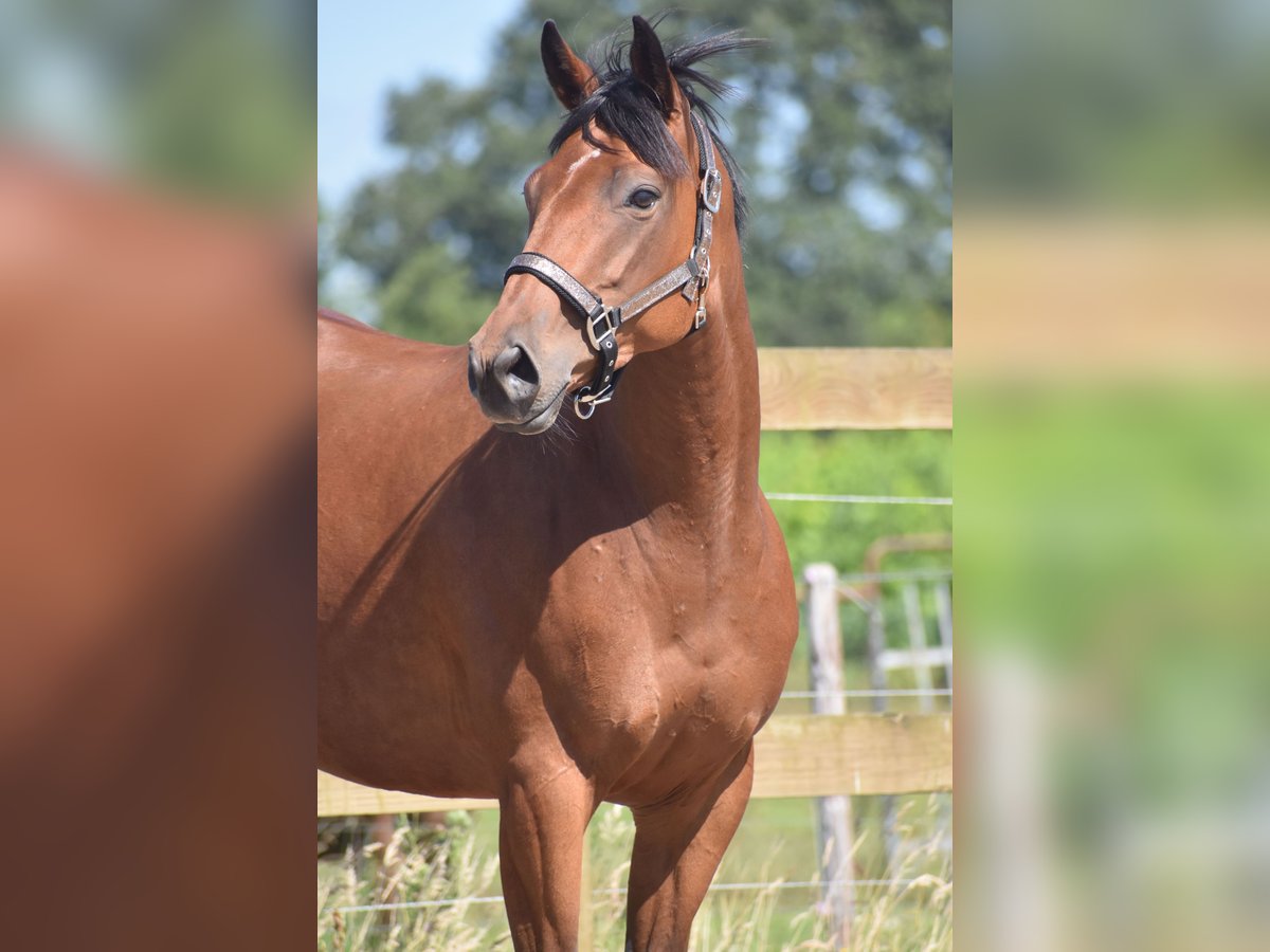 Andere Rassen Merrie 5 Jaar 158 cm Roodbruin in Achtmaal