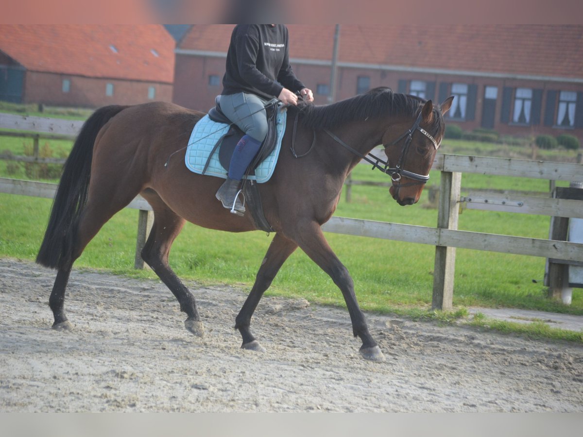 Andere Rassen Merrie 5 Jaar 162 cm Bruin in wuustwezel