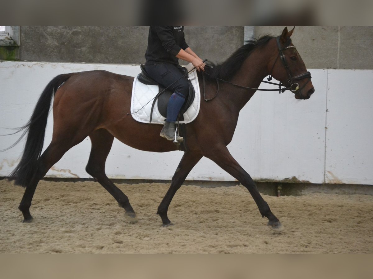 Andere Rassen Merrie 5 Jaar 162 cm Donkerbruin in Wuustwezel