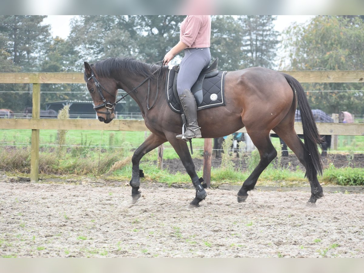 Andere Rassen Merrie 5 Jaar 163 cm Bruin in Achtmaal