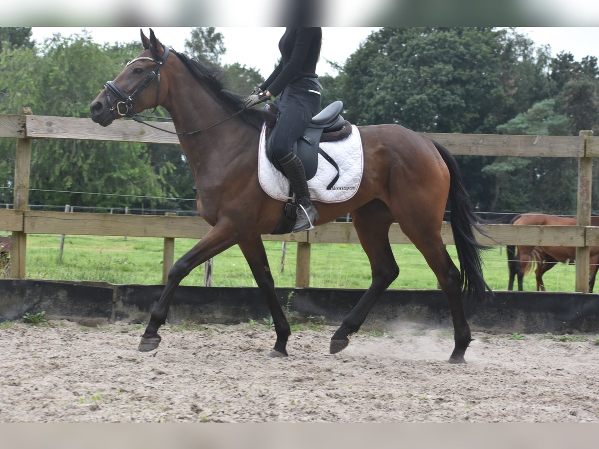 Andere Rassen Merrie 5 Jaar 163 cm Roodbruin in Achtmaal