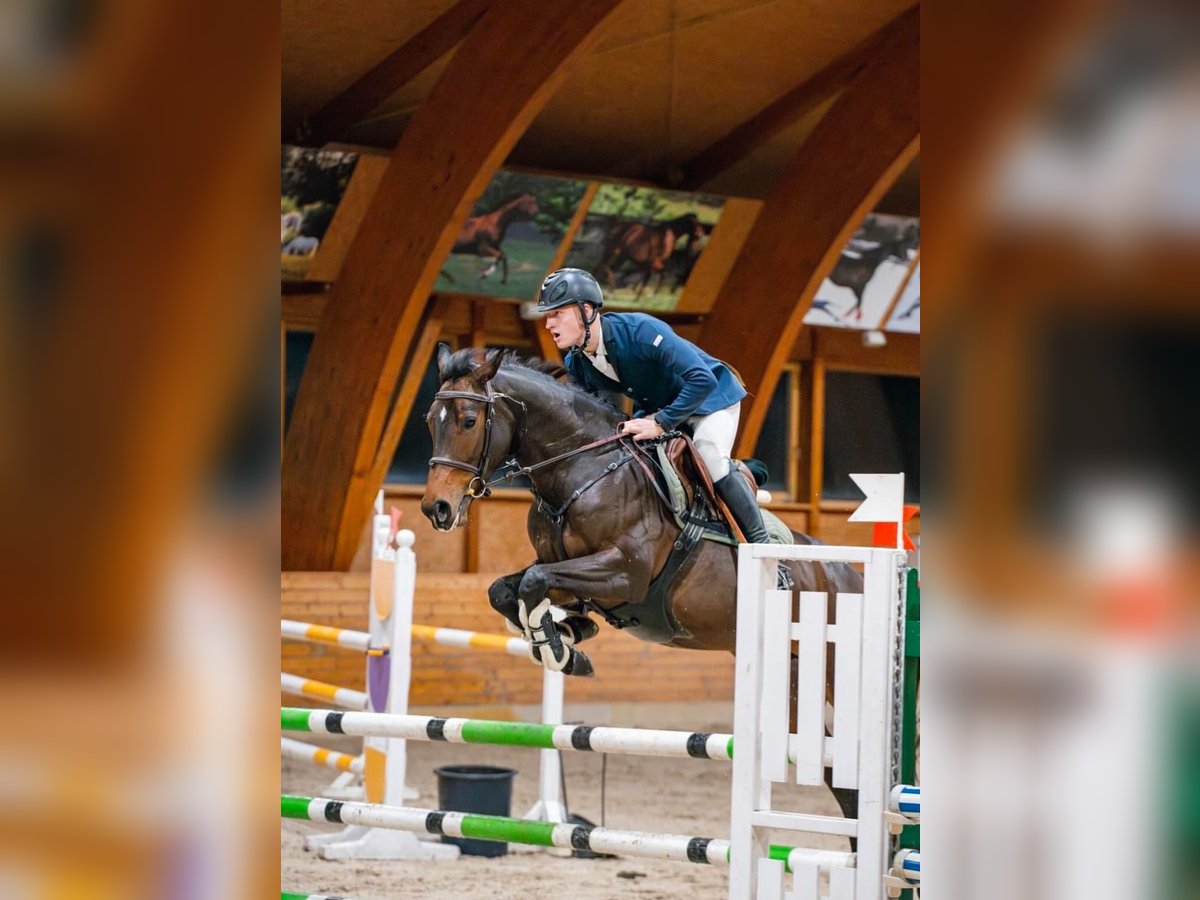 Andere Rassen Merrie 5 Jaar 165 cm Roodbruin in PAUPIS