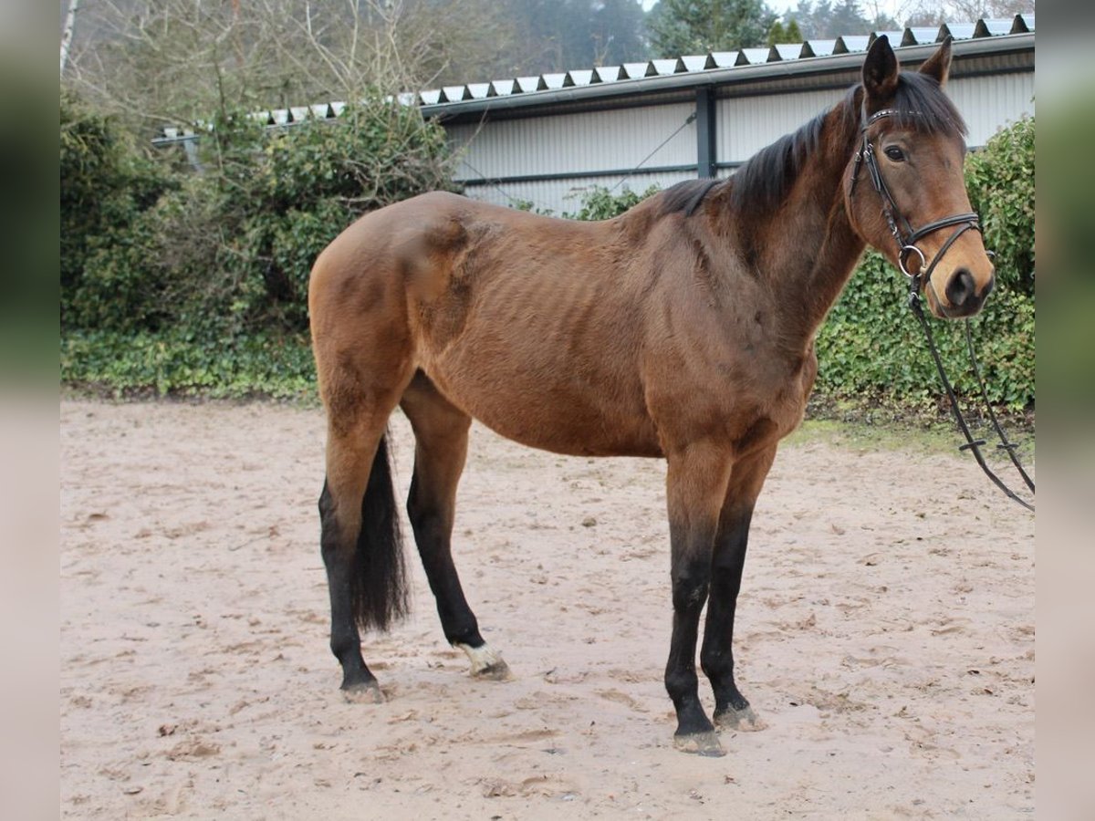 Andere Rassen Merrie 5 Jaar 167 cm Bruin in Sonnefeld