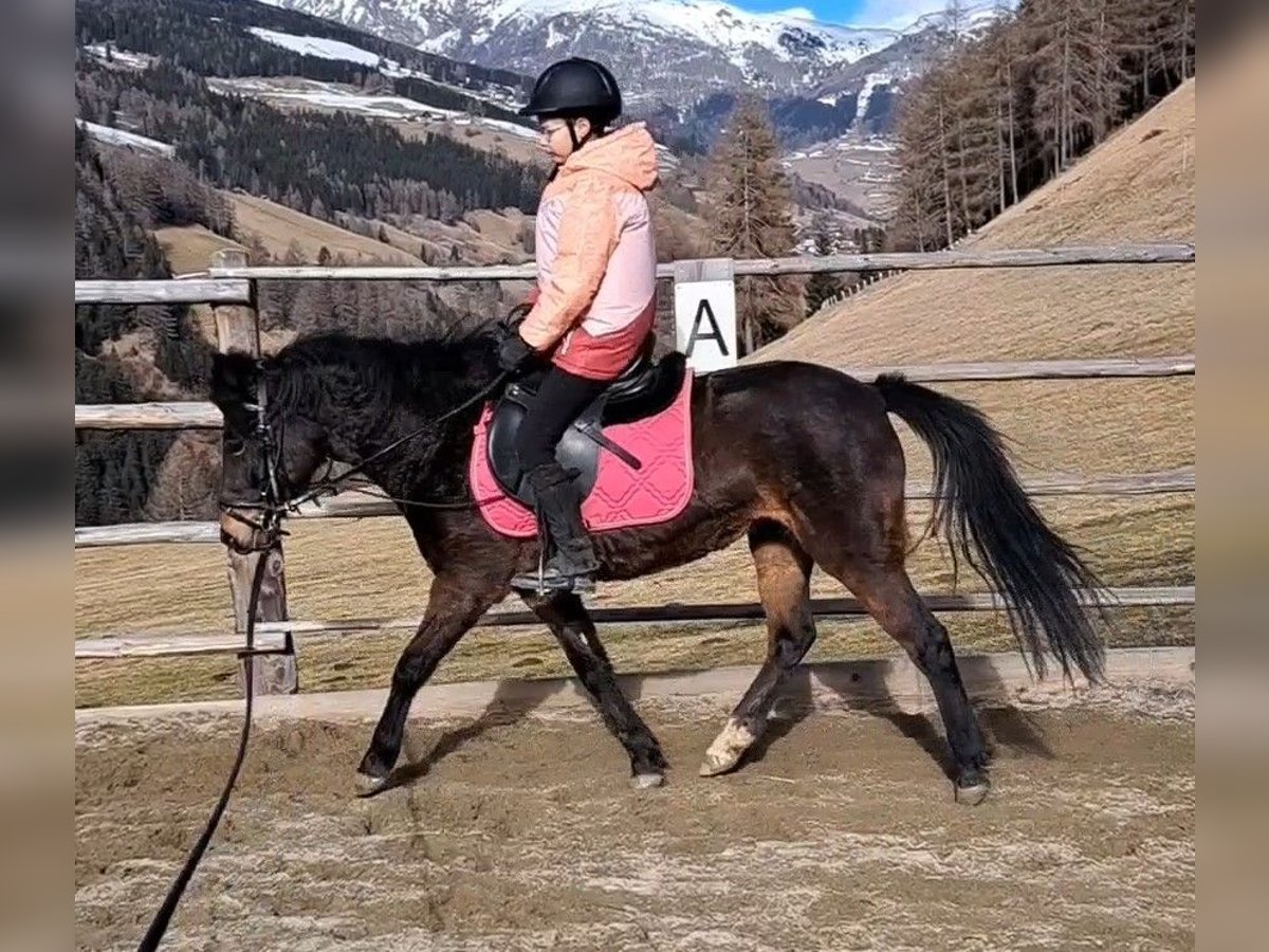 Andere Rassen Merrie 6 Jaar 128 cm Zwartbruin in Rennweg