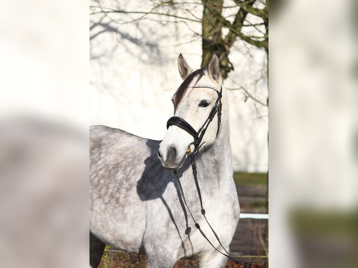 Andere Rassen Merrie 6 Jaar 154 cm Schimmel in Schwäbisch Gmünd