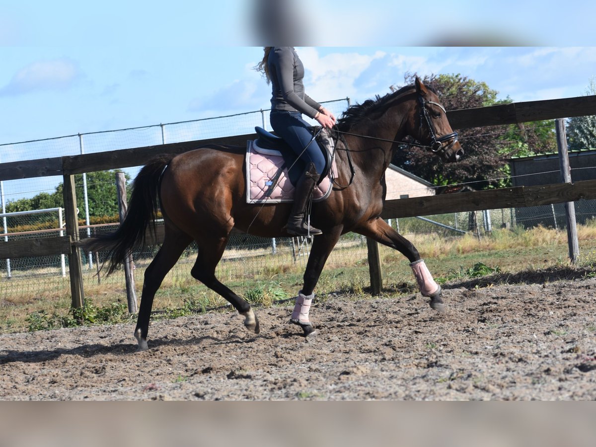 Andere Rassen Merrie 6 Jaar 157 cm Bruin in Achtmaal