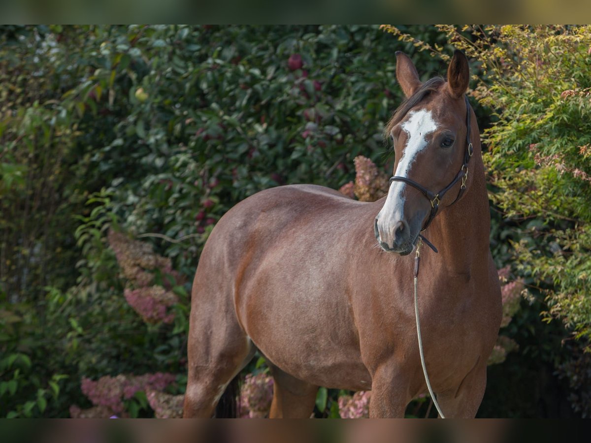 Andere Rassen Merrie 6 Jaar 161 cm Sabino in Aletshausen