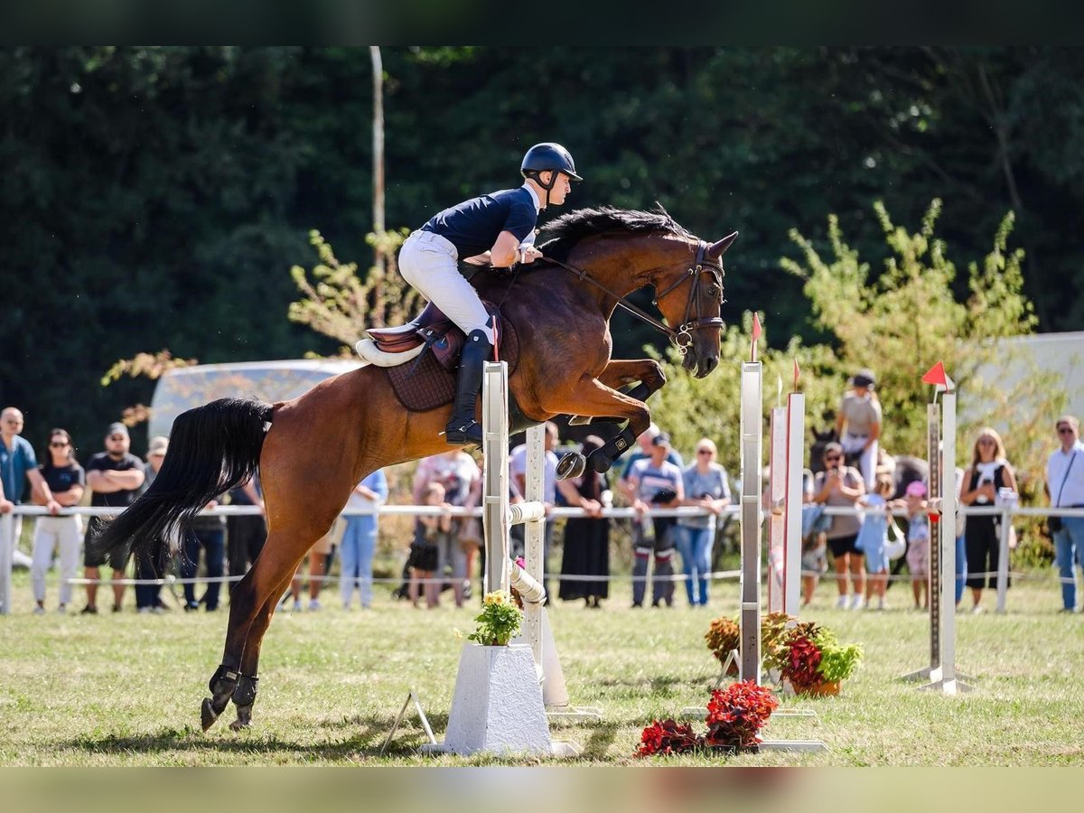 Andere Rassen Merrie 6 Jaar 174 cm Roodbruin in Paupis