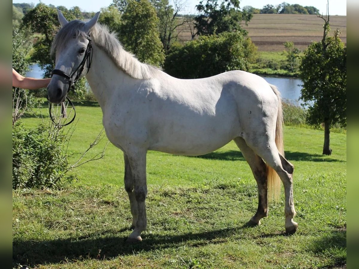 Andere Rassen Merrie 7 Jaar 141 cm Schimmel in Neu Gaarz Andere Rassen Merrie 7 Jaar 141 cm Schimmel in Neu Gaarz