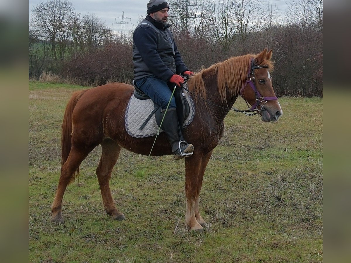 Andere Rassen Merrie 7 Jaar 147 cm Vos in Buttst&#xE4;dt