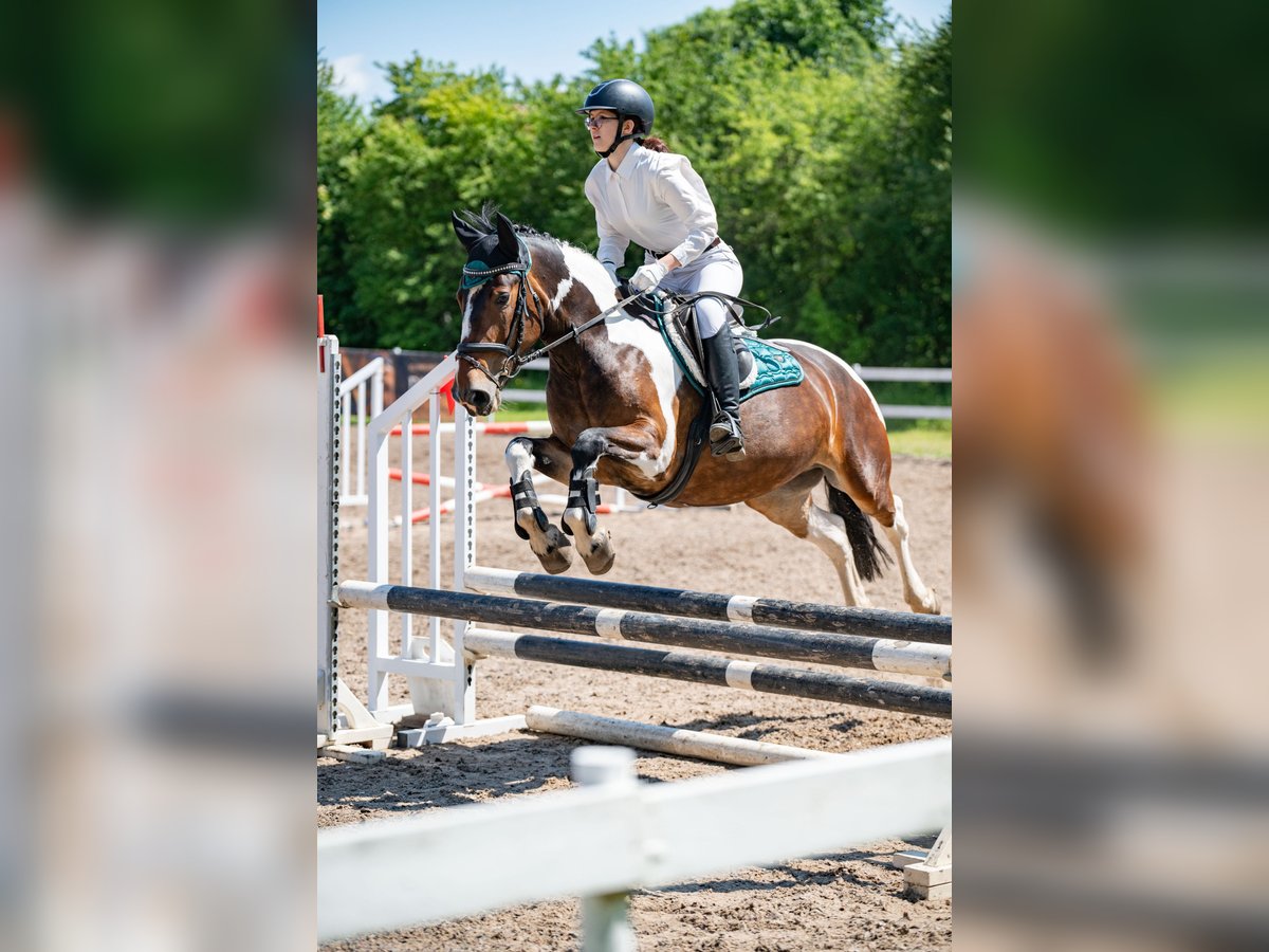Andere Rassen Merrie 7 Jaar 150 cm Gevlekt-paard in Vilnius