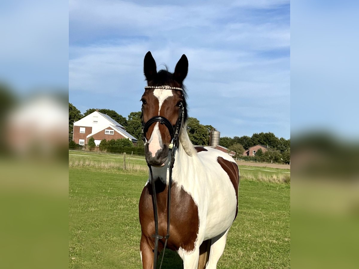 Andere Rassen Merrie 7 Jaar 153 cm Gevlekt-paard in Bocholt
