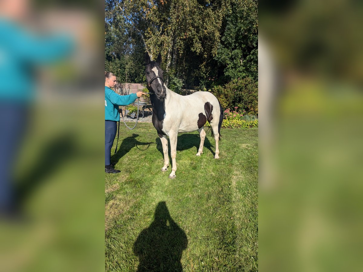 Andere Rassen Mix Merrie 7 Jaar 155 cm Gevlekt-paard in Ihlow