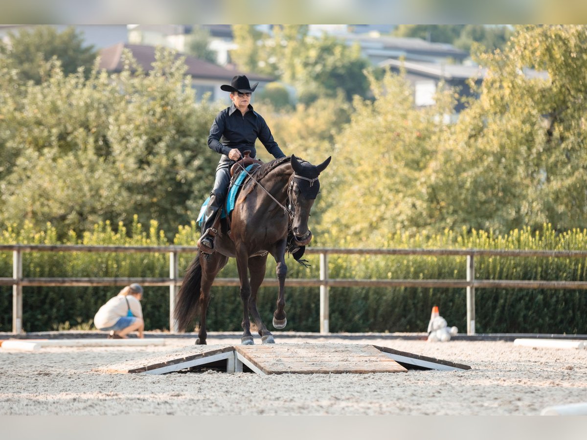 Andere Rassen Merrie 7 Jaar 160 cm Zwart in Edlibach Andere Rassen Merrie 7 Jaar 160 cm Zwart in Edlibach