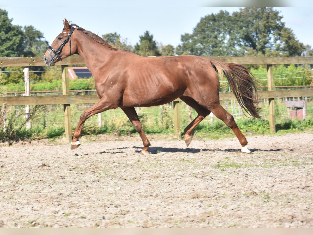 Andere Rassen Merrie 7 Jaar 162 cm Vos in Achtmaal