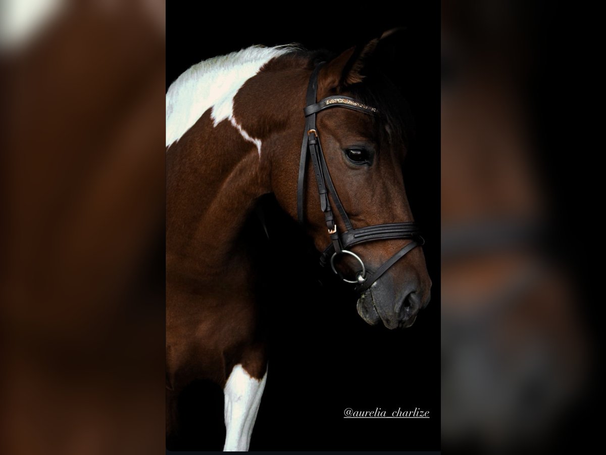 Andere Rassen Merrie 8 Jaar 142 cm Gevlekt-paard in Dessau