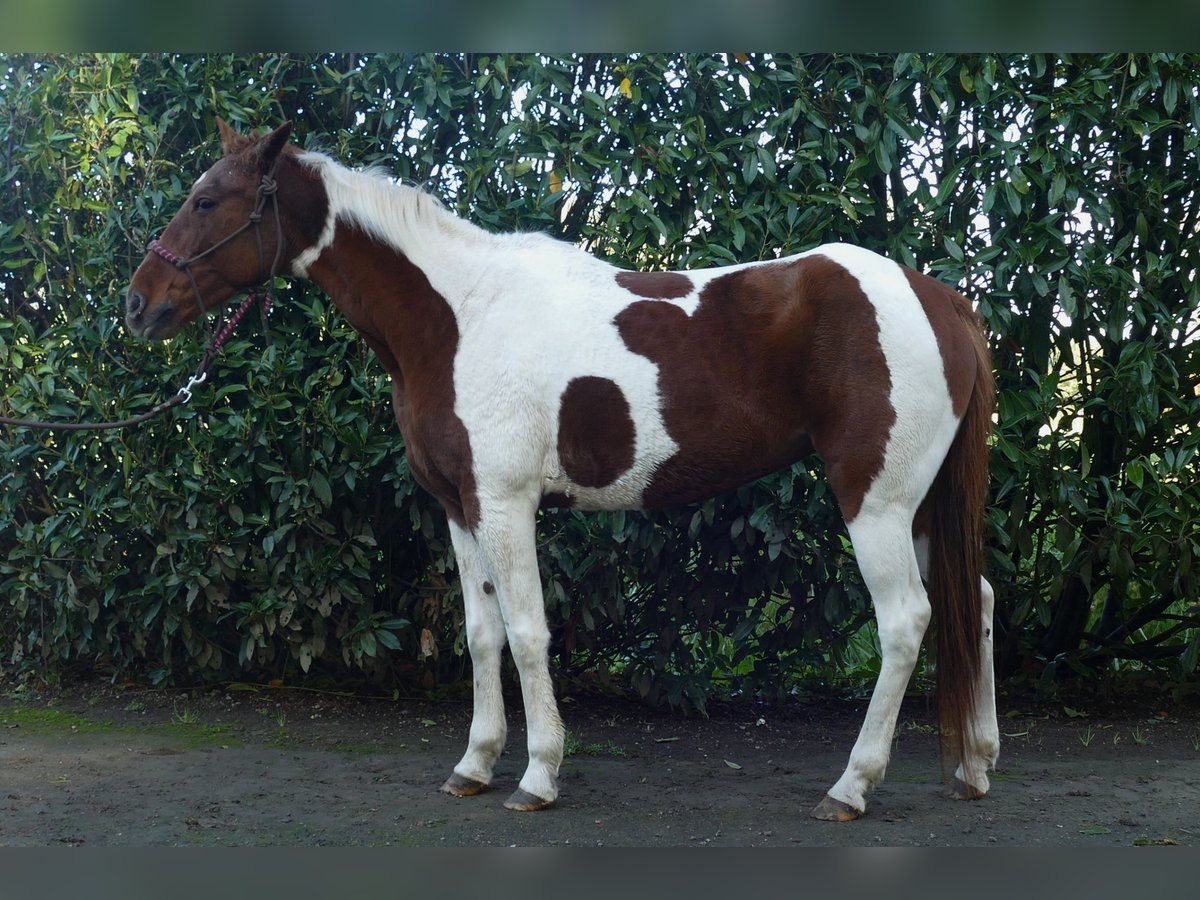 Andere Rassen Merrie 8 Jaar 149 cm Gevlekt-paard in Lathen