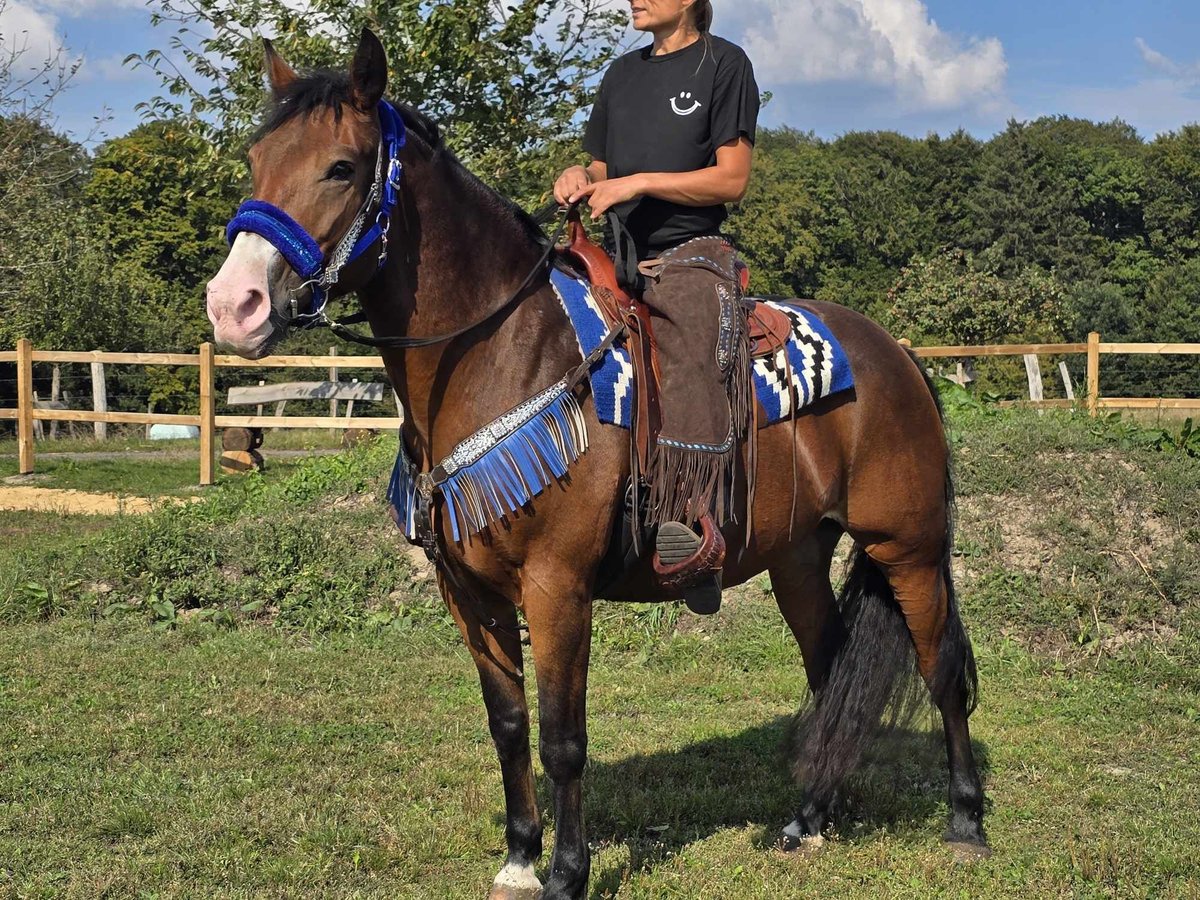 Andere Rassen Merrie 8 Jaar 158 cm Bruin in Linkenbach