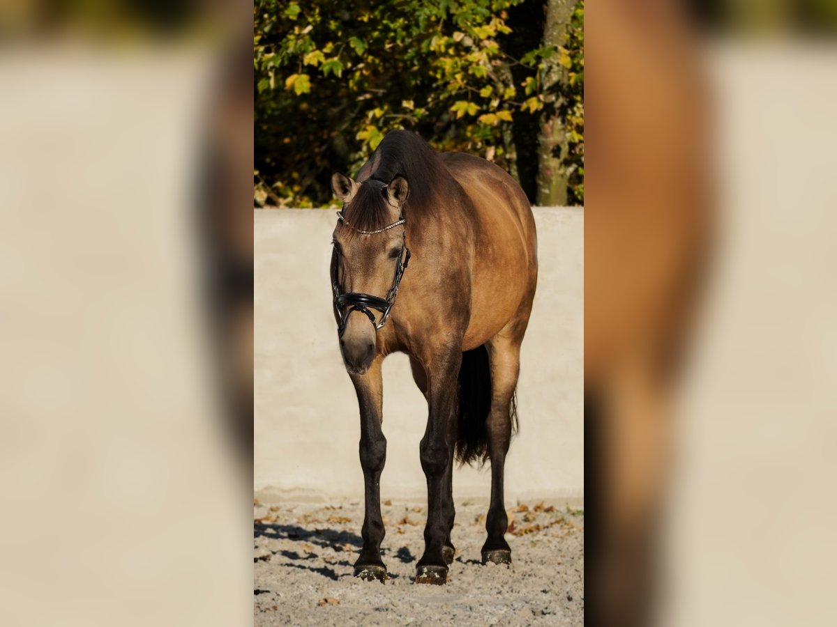 Andere Rassen Merrie 8 Jaar 164 cm Buckskin in Nettersheim