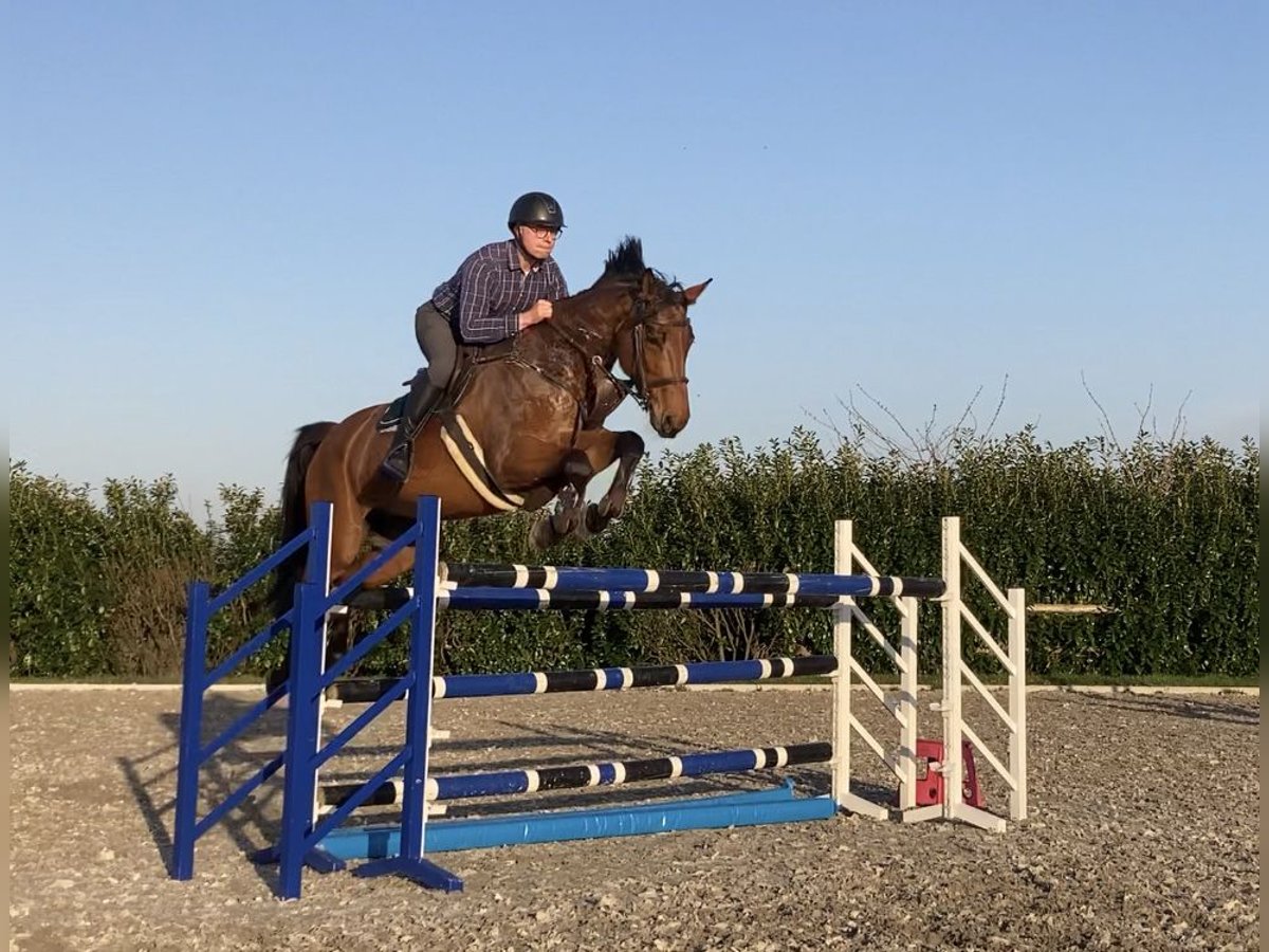 Andere Rassen Merrie 8 Jaar 166 cm Roodbruin in Dedemsvaart