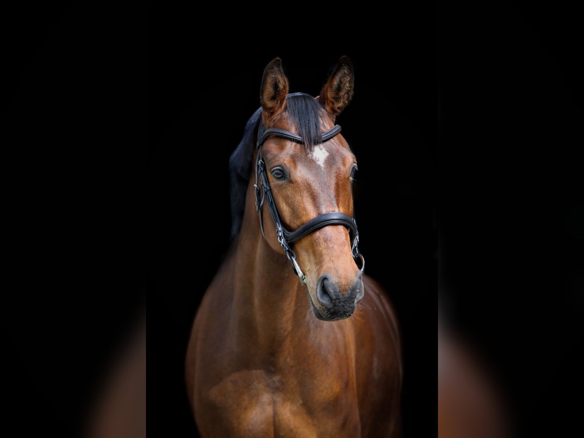 Andere Rassen Merrie 8 Jaar 168 cm Bruin in Visbek