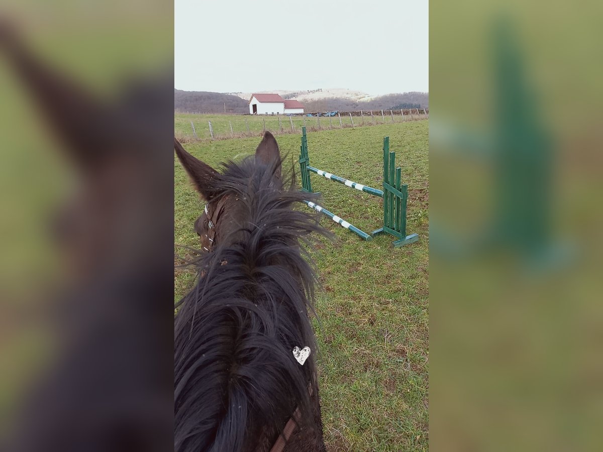 Andere Rassen Merrie 8 Jaar Donkerbruin in Aze