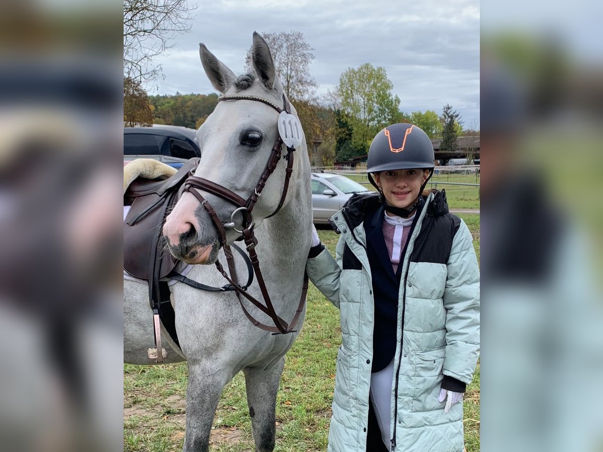 Andere Rassen Merrie 9 Jaar 135 cm Schimmel in BisingenBisingen