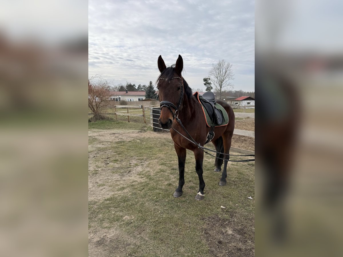 Andere Rassen Mix Merrie 9 Jaar 158 cm Bruin in Leipzig