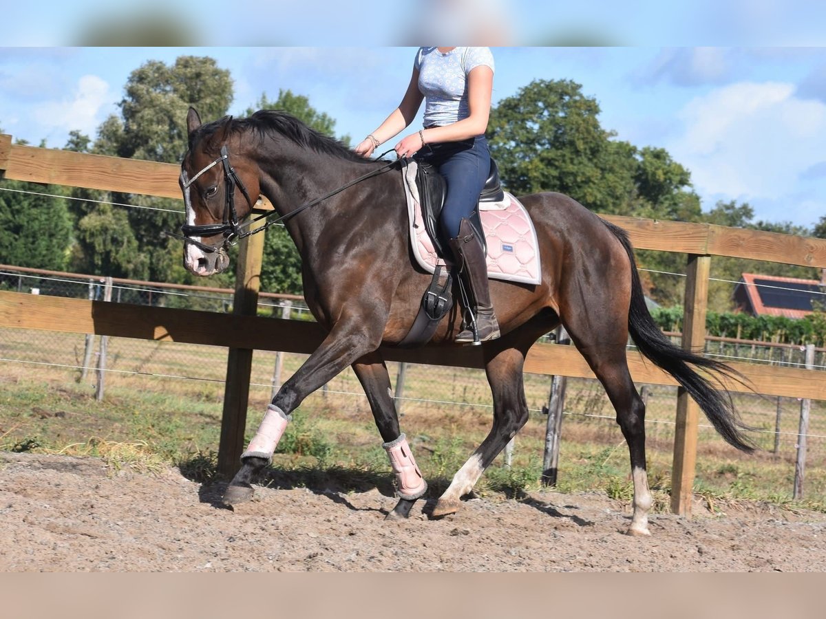 Andere Rassen Merrie 9 Jaar 162 cm Donkerbruin in Achtmaal