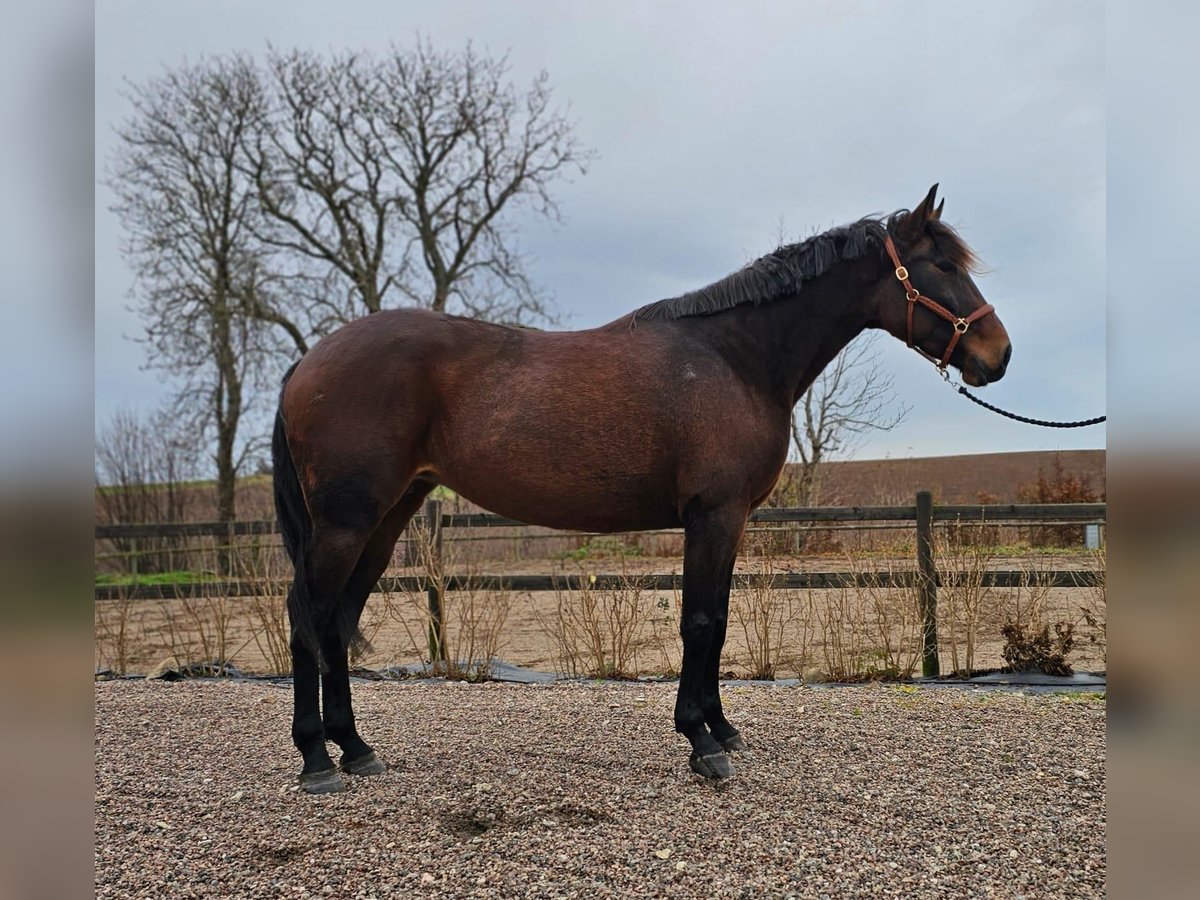 Andere Rassen Mix Merrie 9 Jaar 165 cm Donkerbruin in Leipzig