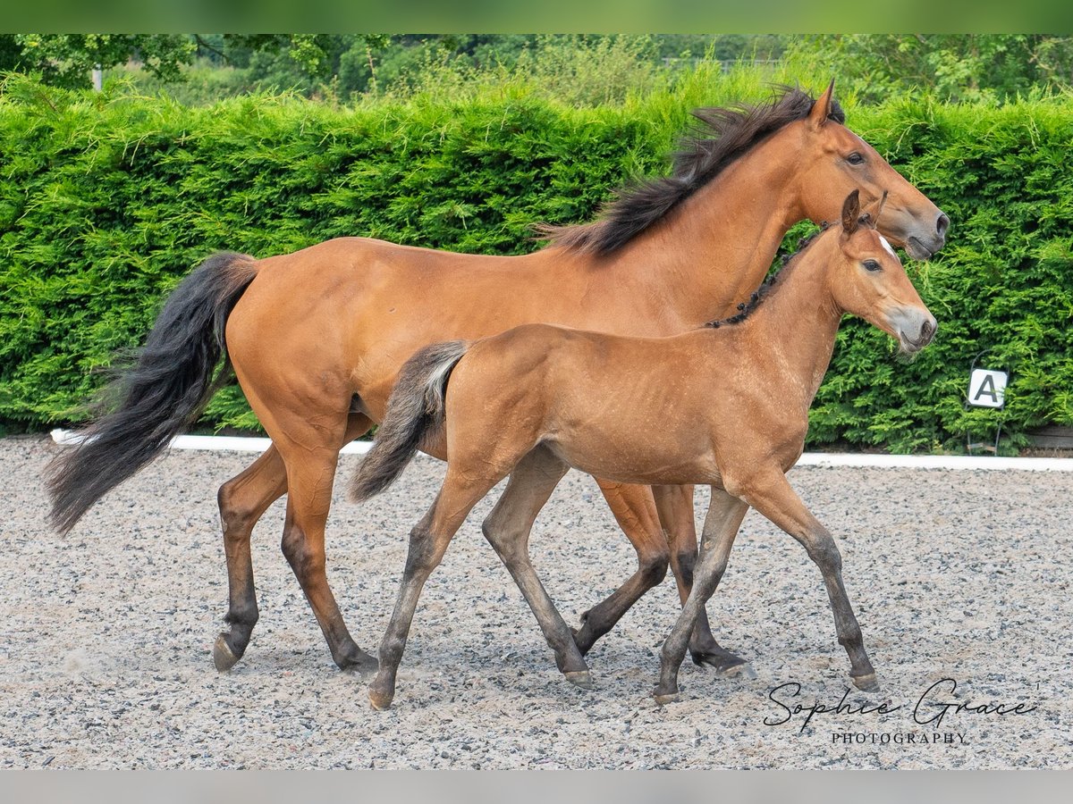 Andere Rassen Merrie veulen (04/2024) 155 cm Roodbruin in CHESTER