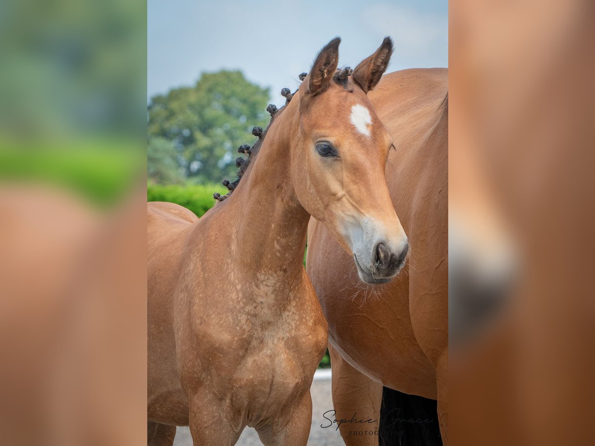 Andere Rassen Merrie veulen (04/2024) 155 cm Roodbruin in CHESTER