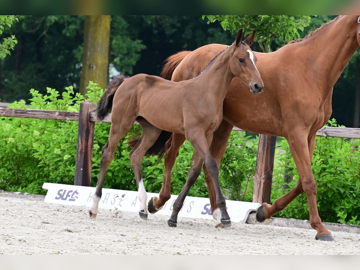 Andere Rassen Merrie  Bruin in Bladel