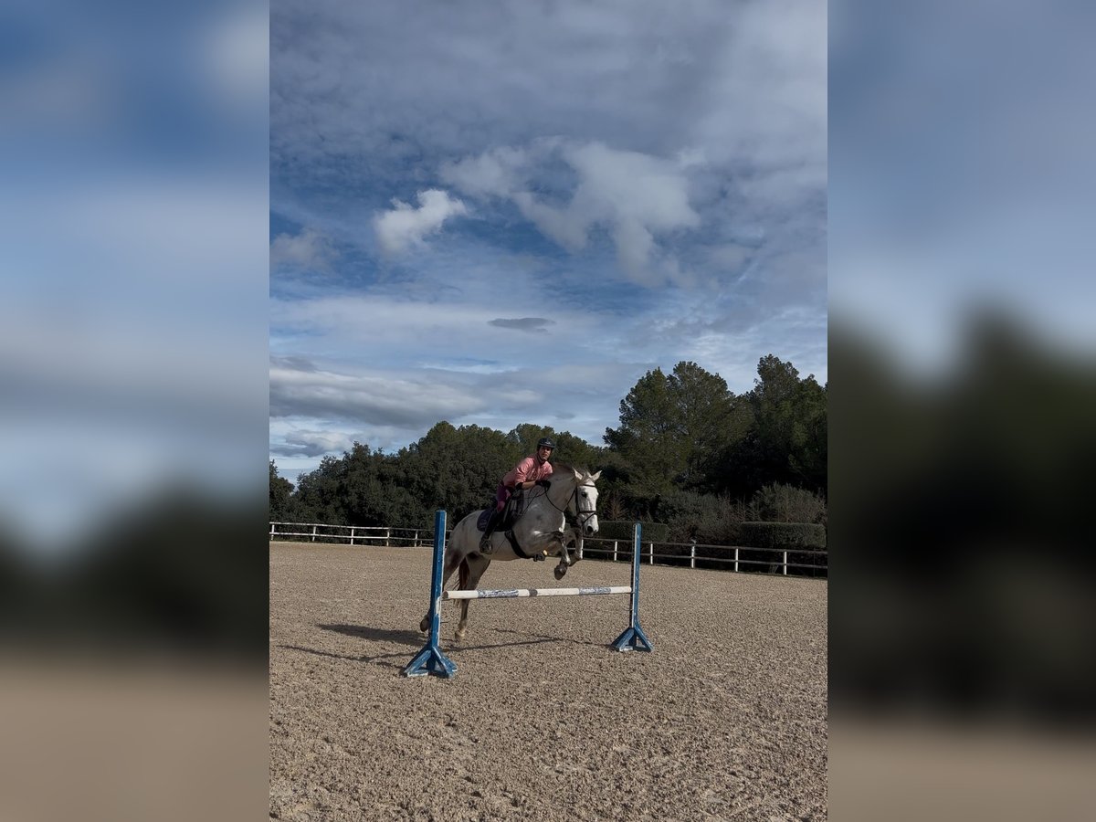 Andere Rassen Mix Ruin 10 Jaar 161 cm Schimmel in Peratallada