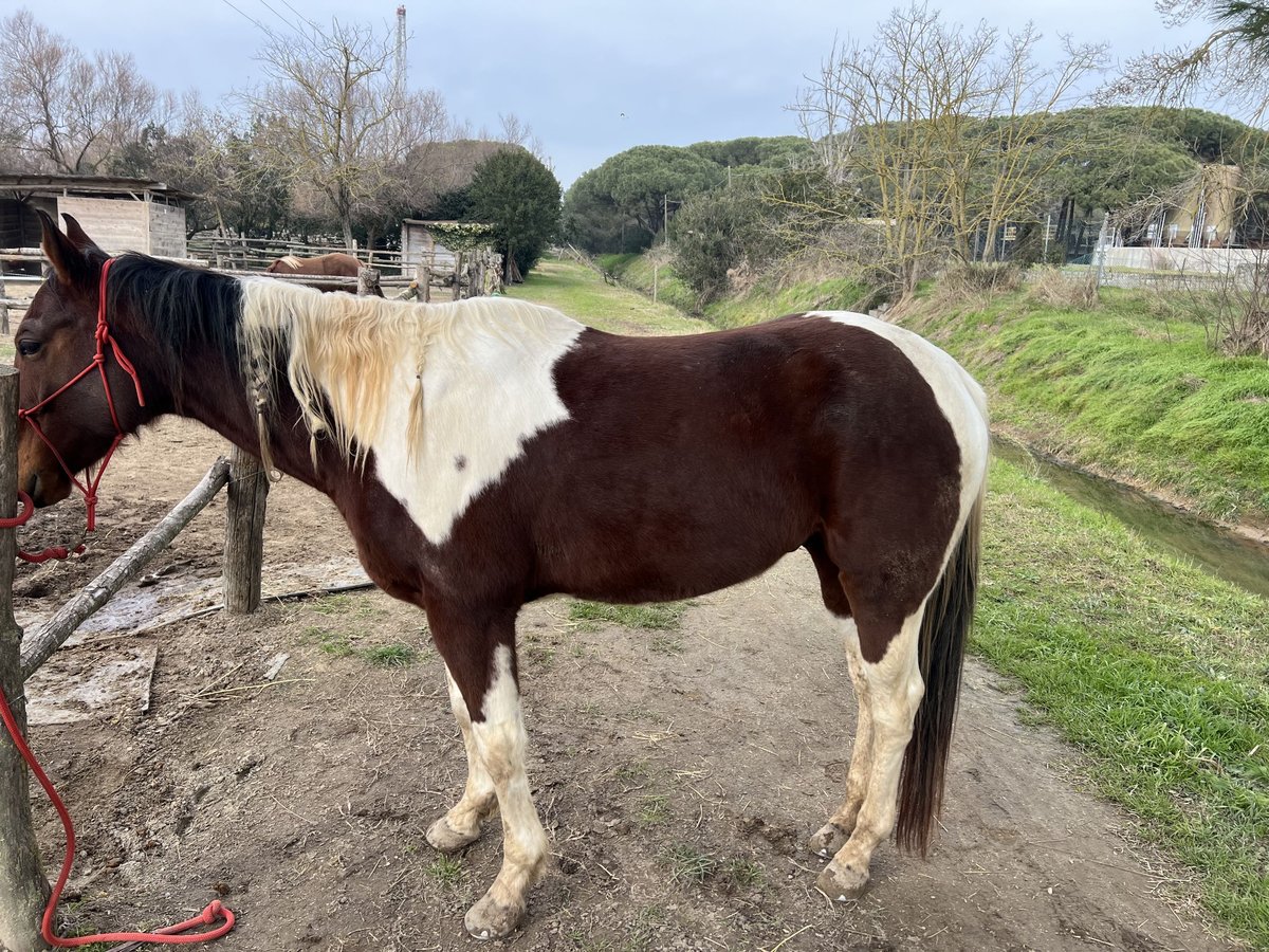 Andere Rassen Mix Ruin 10 Jaar 170 cm Tobiano-alle-kleuren in Ravenna