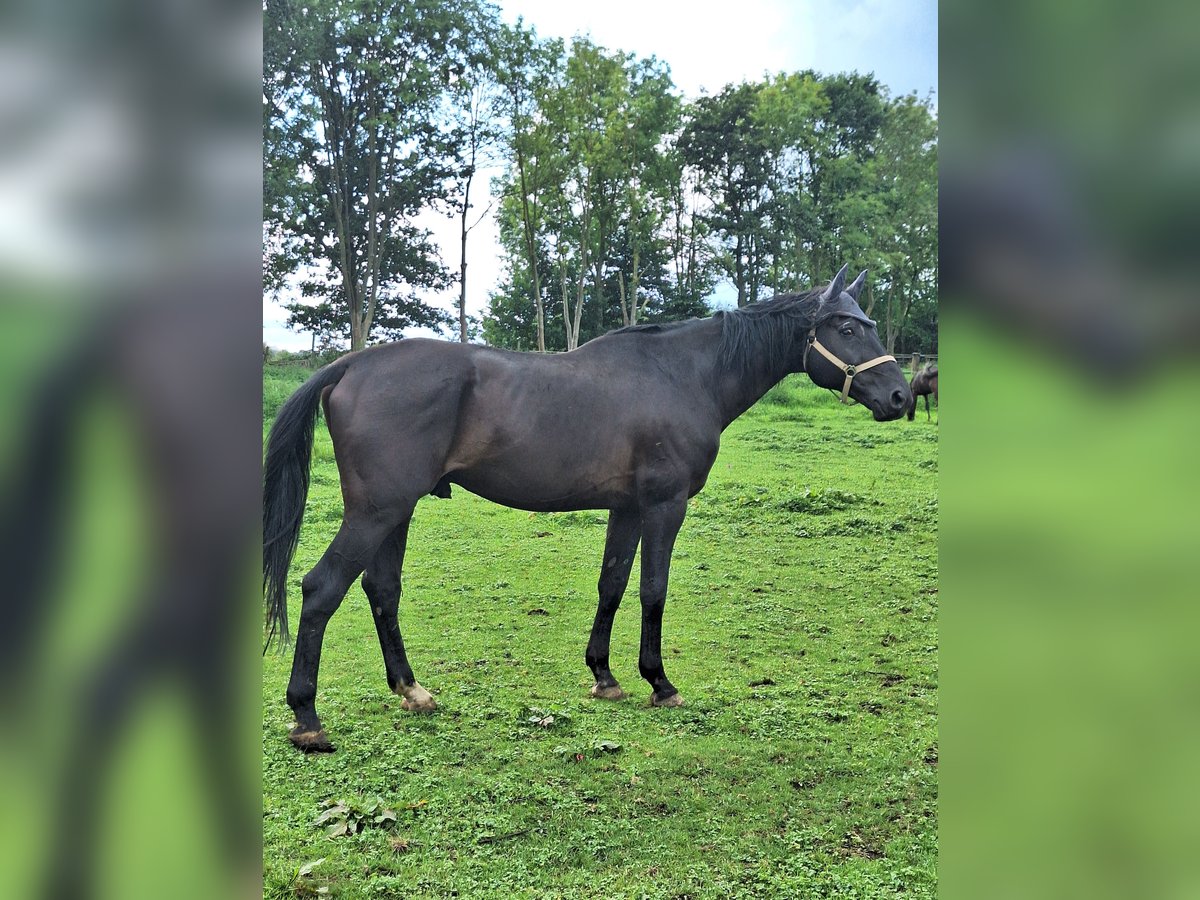 Andere Rassen Ruin 12 Jaar 172 cm Zwart in Jülich