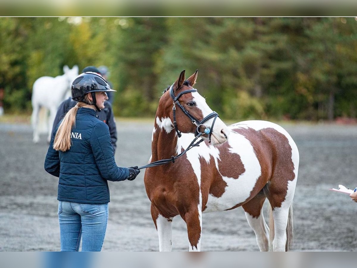 Andere Rassen Ruin 13 Jaar 145 cm Gevlekt-paard in Lilli