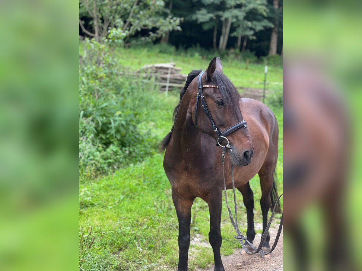 Andere Rassen Mix Ruin 15 Jaar 140 cm Bruin in Marktschellenberg