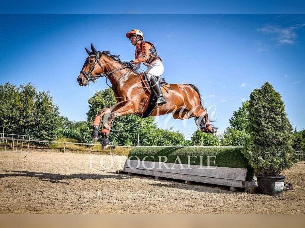 Andere Rassen Mix Ruin 17 Jaar 153 cm Bruin in Voorthuizen