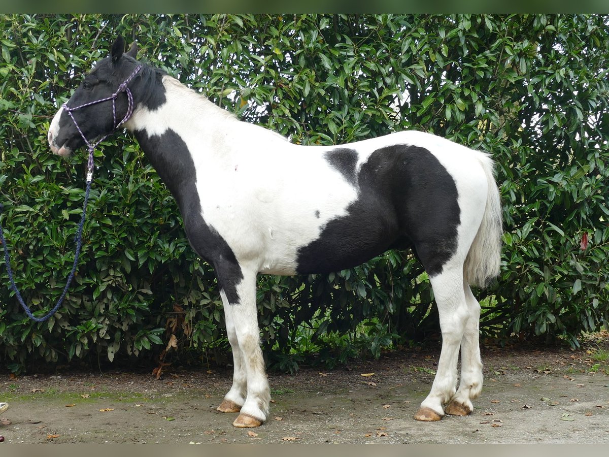 Andere Rassen Ruin 18 Jaar 154 cm Gevlekt-paard in Lathen