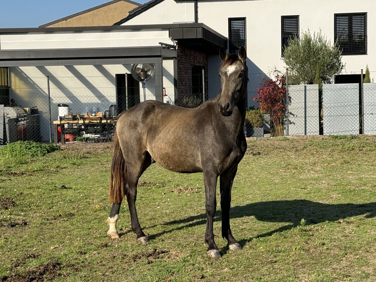 Andere Rassen Ruin 1 Jaar 160 cm Buckskin in Niederzier