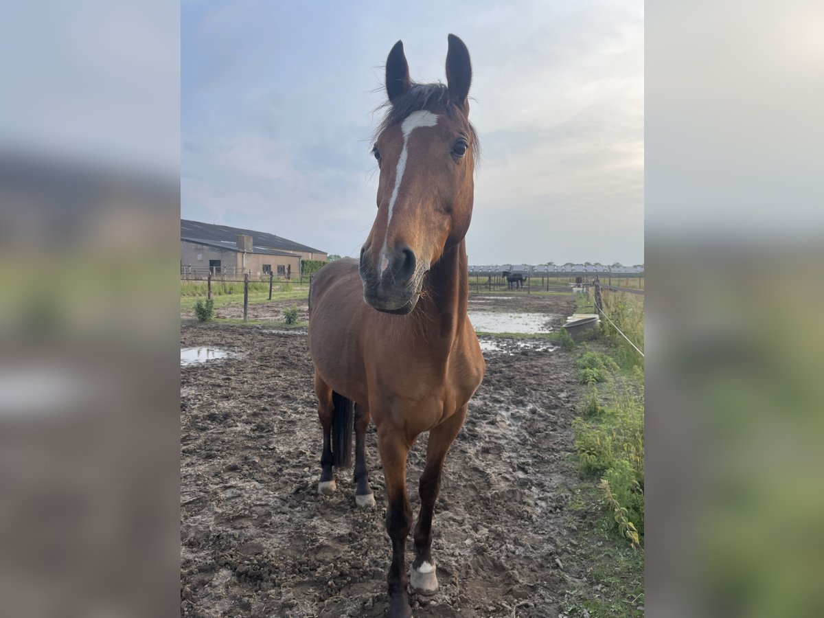 Andere Rassen Mix Ruin 20 Jaar 162 cm Bruin in Elshout