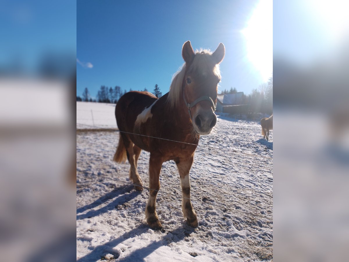 Andere Rassen Ruin 20 Jaar 165 cm Gevlekt-paard in Presseck