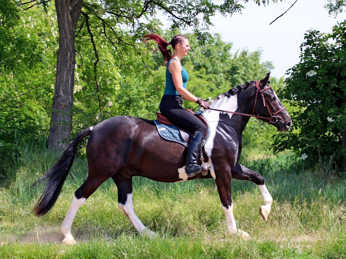 Andere Rassen Ruin 2 Jaar 160 cm Gevlekt-paard in Pér
