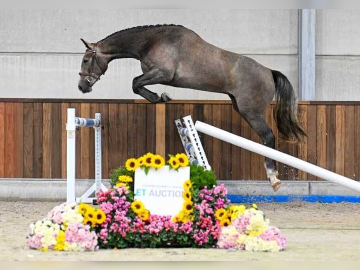 Andere Rassen Ruin 2 Jaar 165 cm in Zele