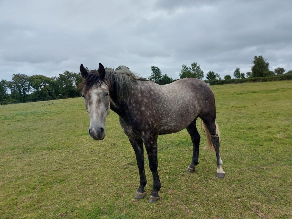 Andere Rassen Ruin 3 Jaar 170 cm Schimmel in Waterford