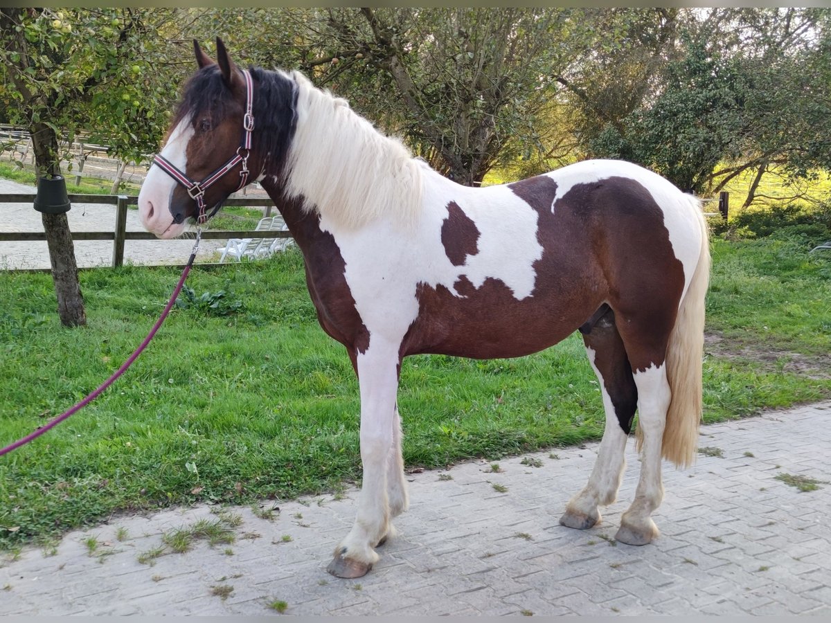 Andere Rassen Ruin 4 Jaar 152 cm Gevlekt-paard in Kluse