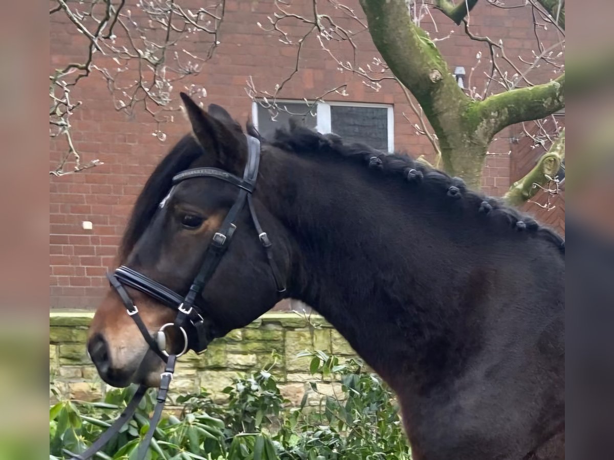 Andere Rassen Ruin 4 Jaar 153 cm Donkerbruin in Hopsten